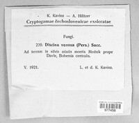 Disciotis venosa image